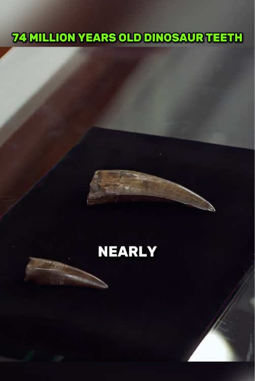 Rare dinosaur teeth worth thousands of dollars #valuable #pawnshop #collector #dinosaur