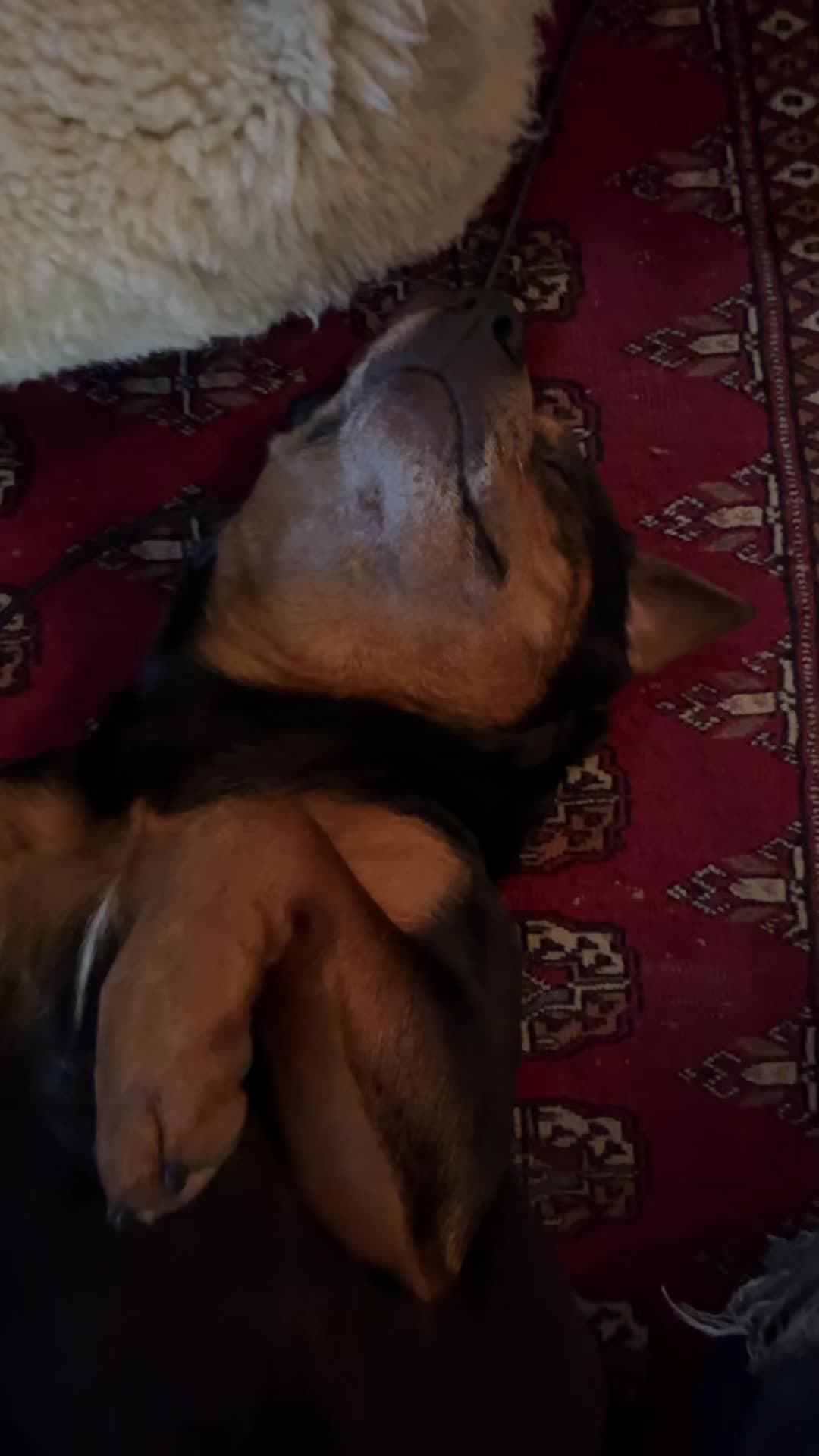 #dogs