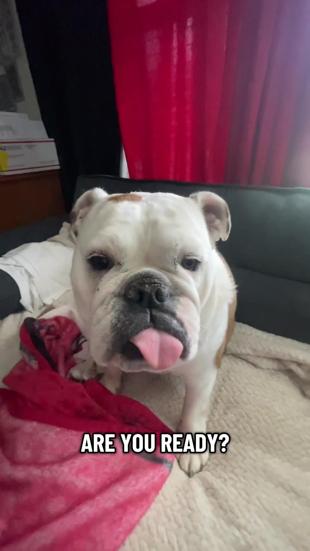 Tammy’s locked in for Georgia football season. The countdown begins now. Georgia Bulldogs football countdown is officially on. #GeorgiaFootb