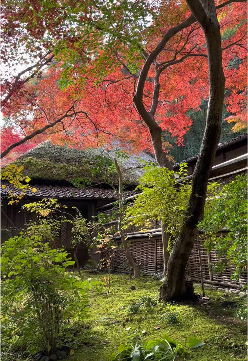 Japan day 7!
Bamboo forest at sunrise, shrines, Arashiyama, monkey park πππ
#japan #japanvlog #arashiyama #kyoto