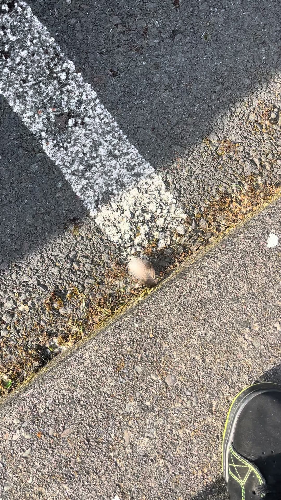 Poor baby bird fell out of its nest 🪺 #fyp #bird #sad #viral
