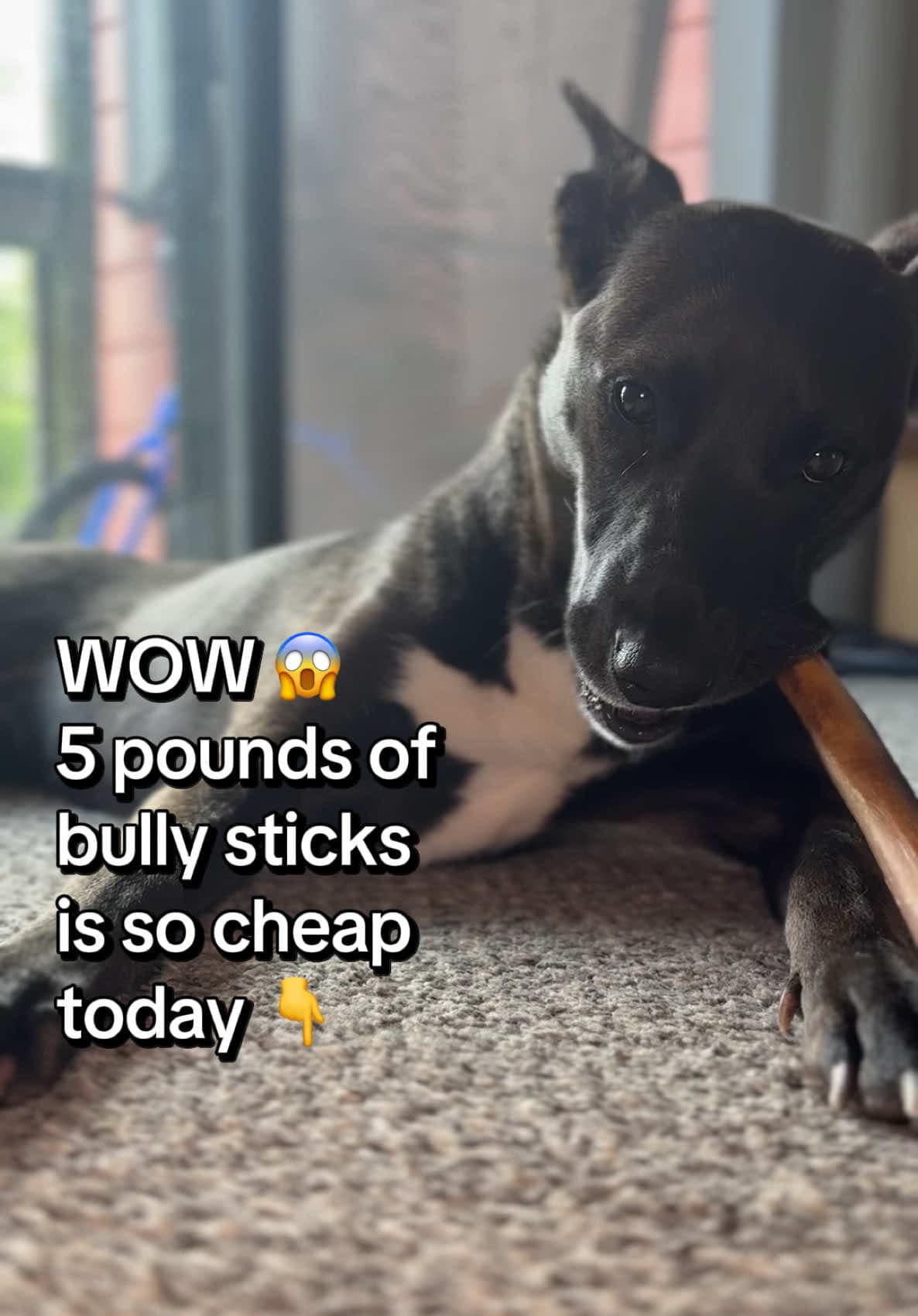 @Wild Wolf Bully Sticks