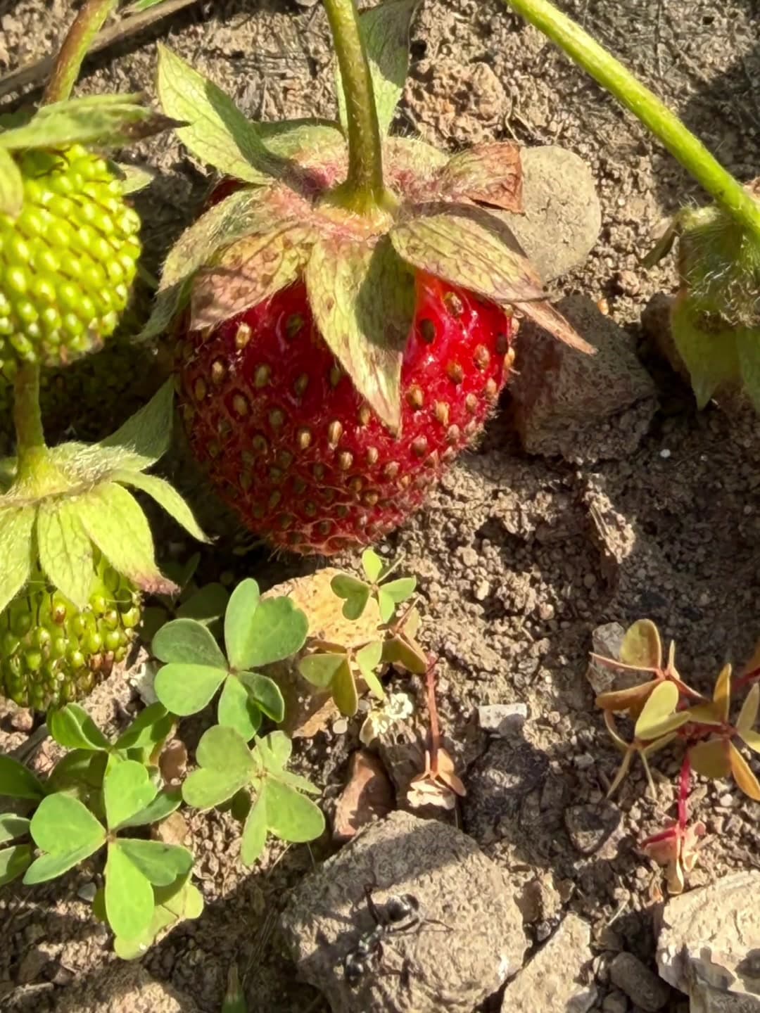 Changeup on the card content. Check out the fruit growing in the garden with a visitor! #brcards1 #strawberry #garden